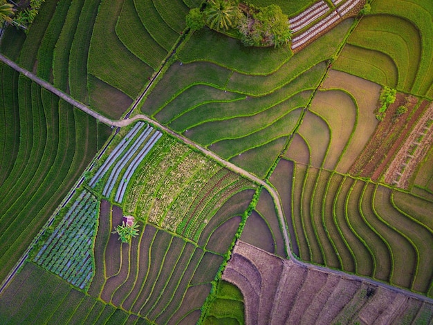 Luchtmening van Azië in Indonesisch padieveldgebied met groene rijstterrassen