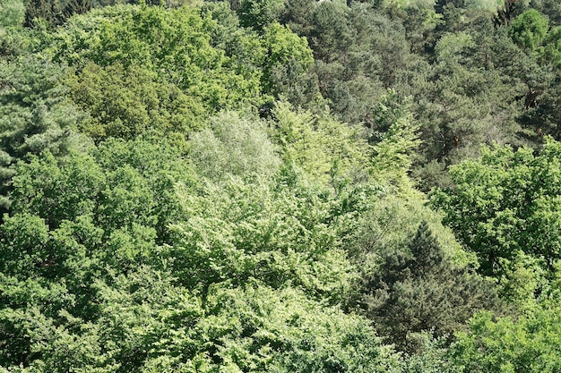 Luchtmening van Duits gemengd bos in de lente