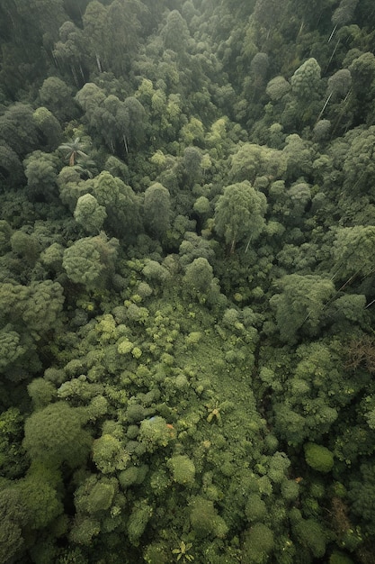 Luchtmening van een tropisch bos