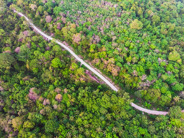 Luchtmening van groene boom in het bos met weg