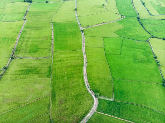 Luchtmening van groene padievelden met weg