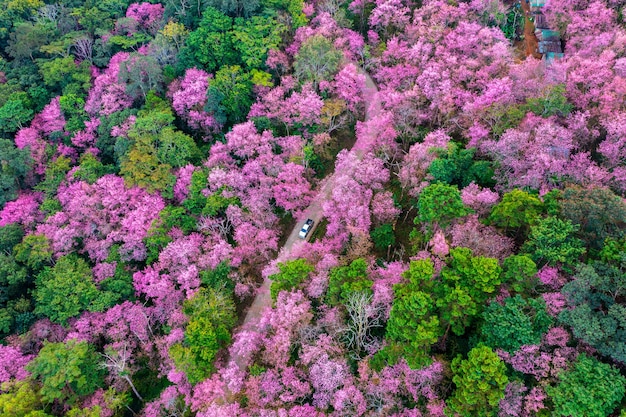 Luchtmening van kersenbloesemboom bij Phu chi fa-bergen in Chiang Rai provincie Thailand