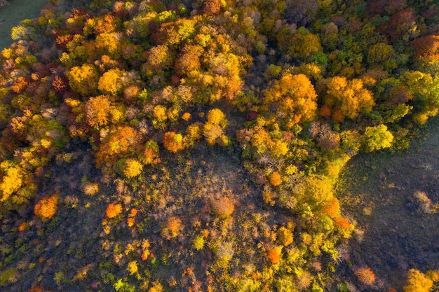 Luchtmening van kleurrijk de herfstbos