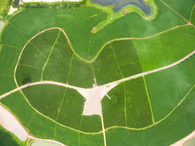 Luchtmening van Theeaanplanting, van drone wordt geschoten die