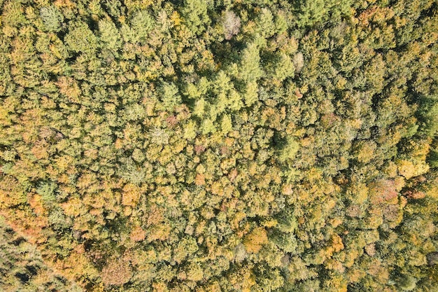 Luchtmening van weelderig bos met groene en gele bomenluifels in de herfstbossen op zonnige dag