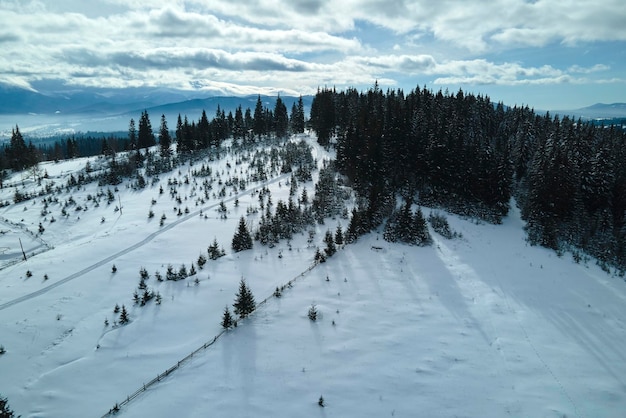 Luchtnevellandschap met immergroene dennenbomen bedekt met vers gevallen sneeuw na zware sneeuwval in het wintergebergte bos op een koude rustige ochtend