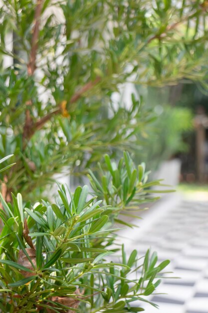 Luchtzuiverende planten voor in huis