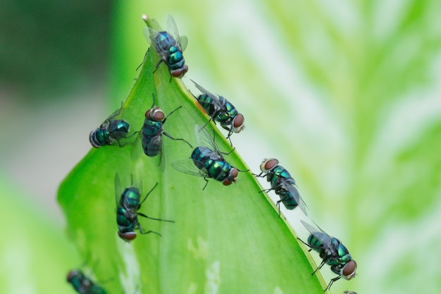 Lucilia sericata De groene vlieg is een dubbeltje dat behoort tot de familie Calliphoridae