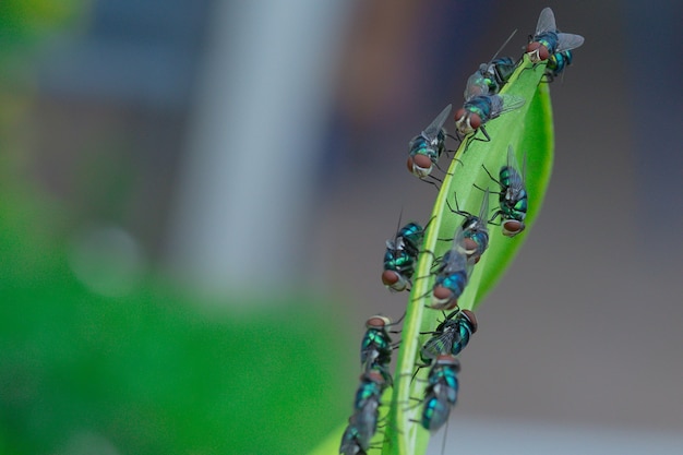 사진 lucilia sericata 녹색 파리는 calliphoridae 가족에 속하는 한푼도입니다