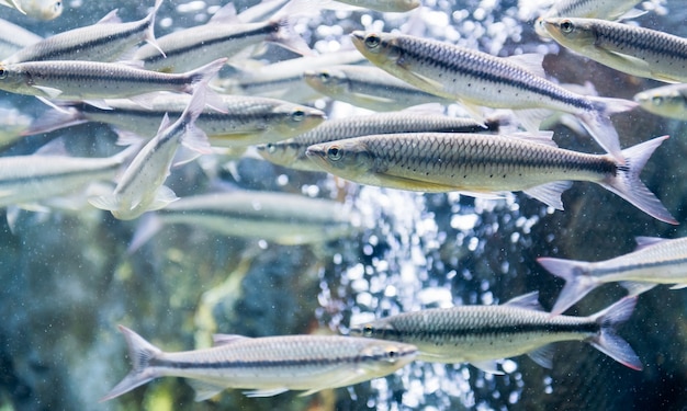 背景にバブルのある水族館のLuciosoma bleekeri