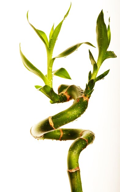 Lucky bamboo isolated on white background close up