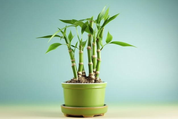 Lucky Bamboo Plant Small bamboo in the pot generative ai High quality illustration