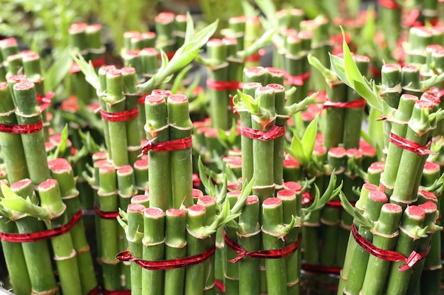 Lucky bamboo in tropical