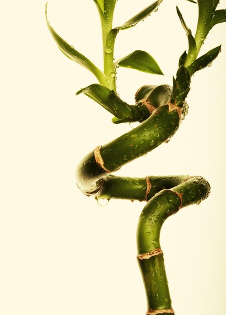 Lucky bamboo over white background