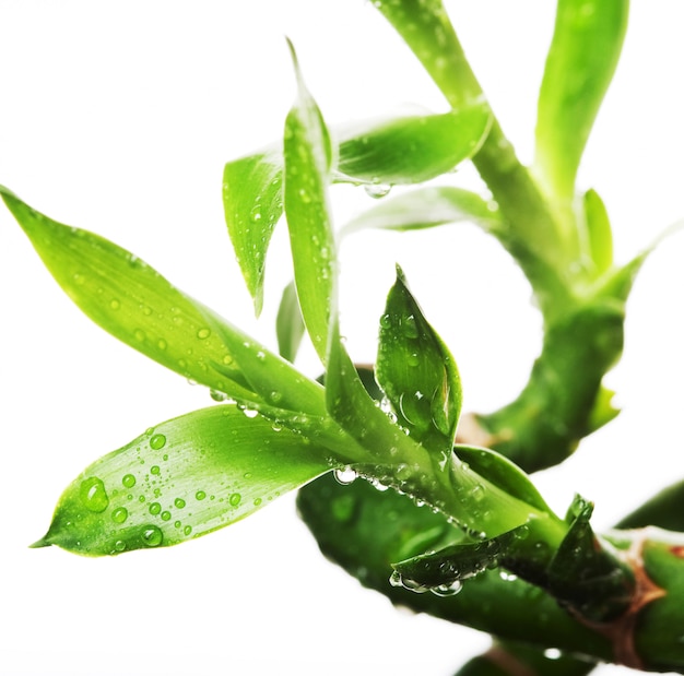 Lucky bamboo over white background