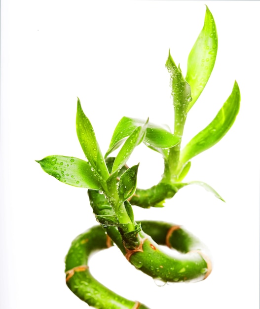 Lucky bamboo with water drops