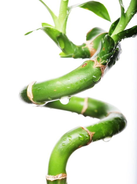 Lucky bamboo with water drops