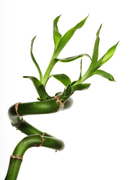 Lucky bamboo