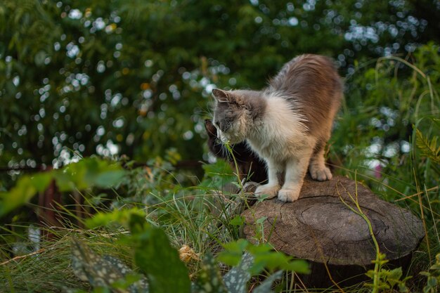 招き猫が庭で遊ぶ庭で遊ぶ猫の足を上げる日光の下で緑豊かな公園で遊ぶかわいい健康な猫