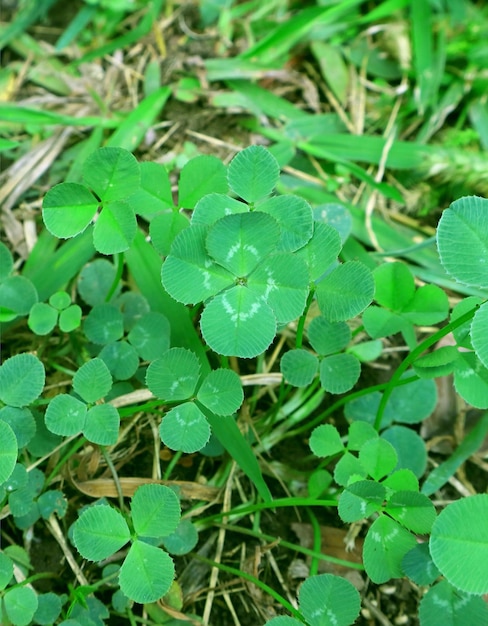 Lucky Four leaf Clover Among Many Shamrock Leaves on the Field