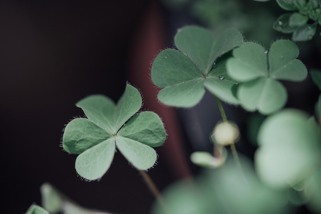 Lucky Irish four leaf clover in the field for St Patrick's Day