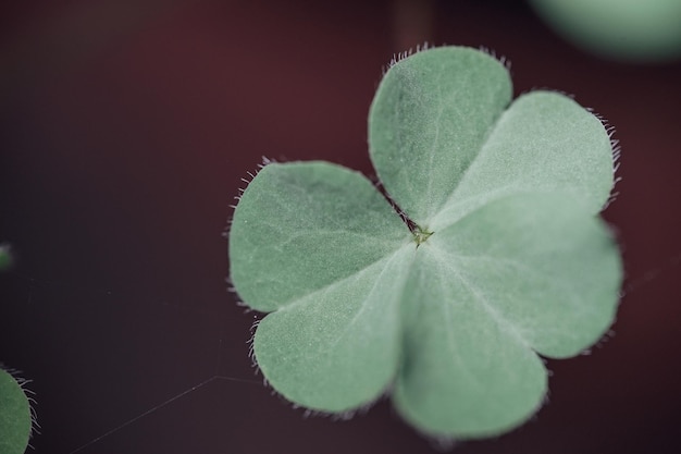 lucky irish four leaf clover in the field for st patrick's day