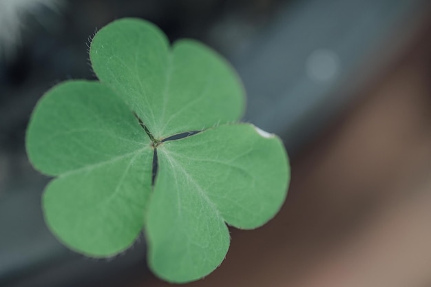 Lucky irish four leaf clover in the field for st patrick\'s\
day
