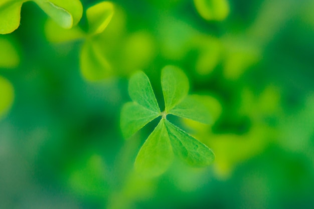 Photo lucky symbol clover leave few bright green clover leaves on blured green background mockup for design and copy space saint patrick day symbol
