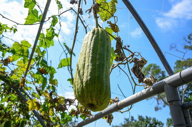 Luffa cylindrica in the farm