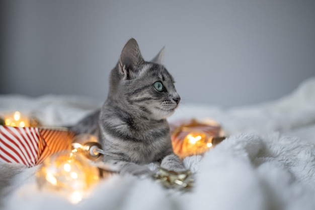 Lui grijs tabby kitten ontspannen op een zachte wollen deken op een bank versierd met kerstverlichting g...