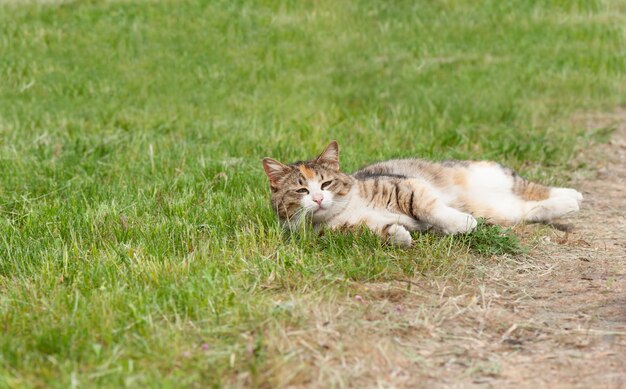 Luie kat die op een gras legt