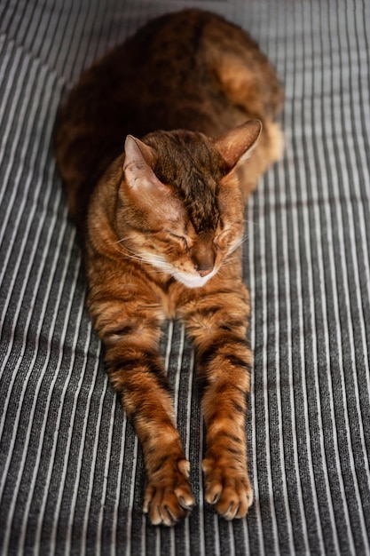 Luie kat Leuke kat die op bed ligt