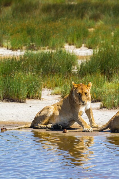 Luie leeuwin aan de oever van een meertje. Serengeti, Tanzania