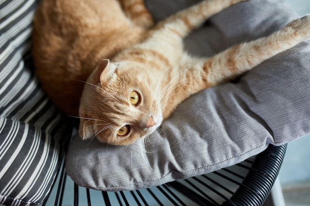 Luie tabby gemberkat ontspannen op kussen geplaatst op zachte fauteuil en kijken naar camera in lichte moderne woonkamer in