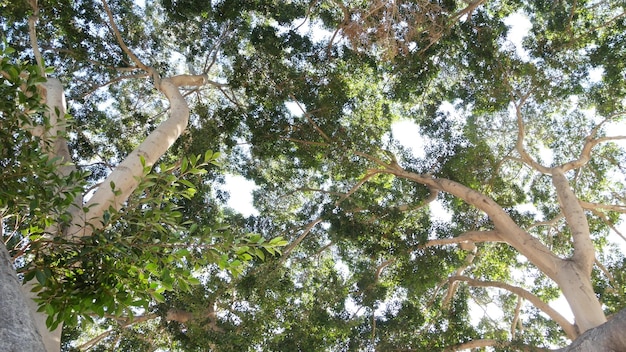 Luifel van grote enorme boom in junglebos of gigantische hoge magnoliaboom in het regenwoud