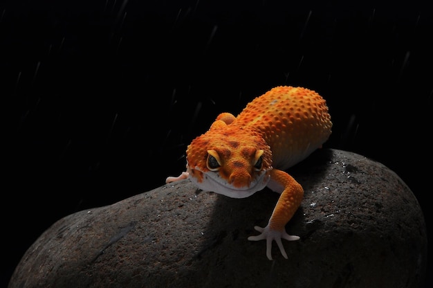 luipaard Gecko