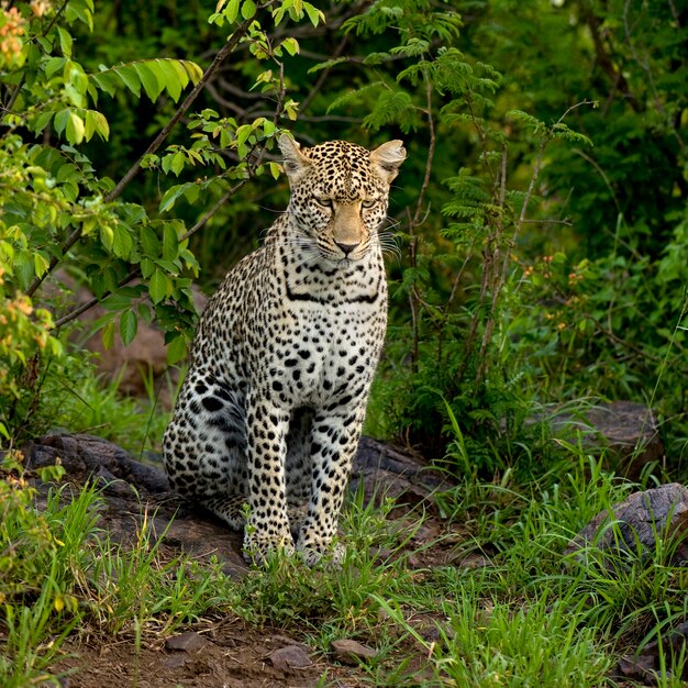 Luipaard in het serengeti nationale reservaat