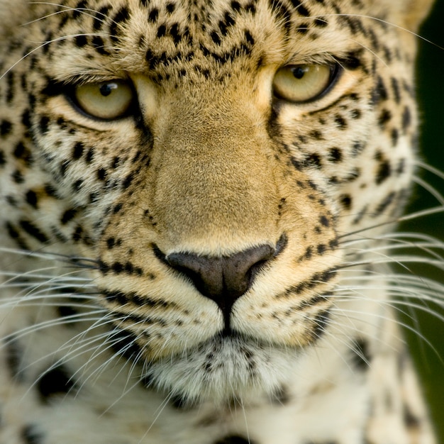 Luipaard in het serengeti nationale reservaat