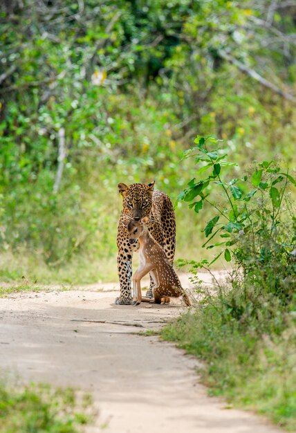 Luipaard met prooi loopt langs een bosweg