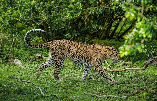 Luipaard Panthera pardus kotiya in Yala National Park Sri Lanka