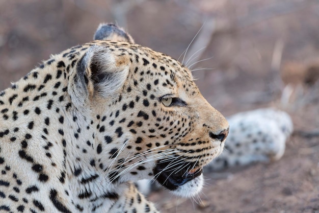 Luipaard Panthera pardus Kruger Republiek Zuid-Afrika