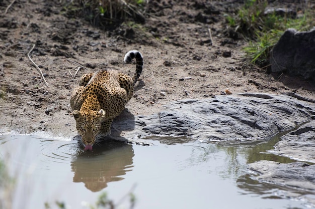 Luipaard Panthera pardus