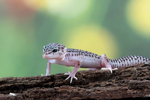 Luipaardgekko close-up hoofd op hout luipaardgekko op zoek naar prooi