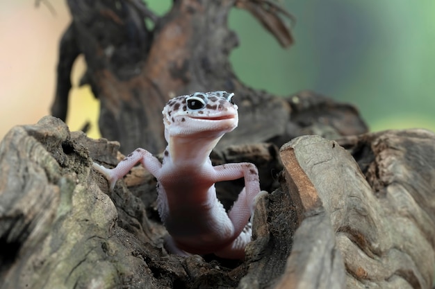 Luipaardgekko close-up hoofd op hout luipaardgekko op zoek naar prooi