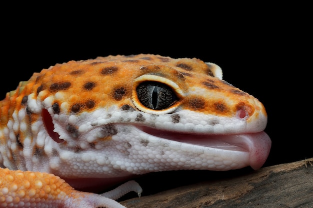 Luipaardgekko close-up op zwart