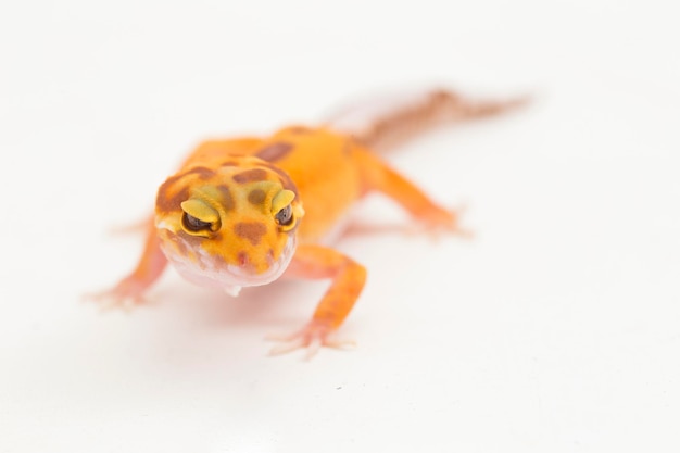 Luipaardgekko, Eublepharis macularius, tremper albino geïsoleerd op witte achtergrond