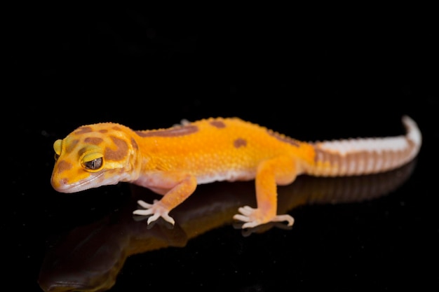 Luipaardgekko, Eublepharis macularius, tremper albino geïsoleerd op zwarte achtergrond