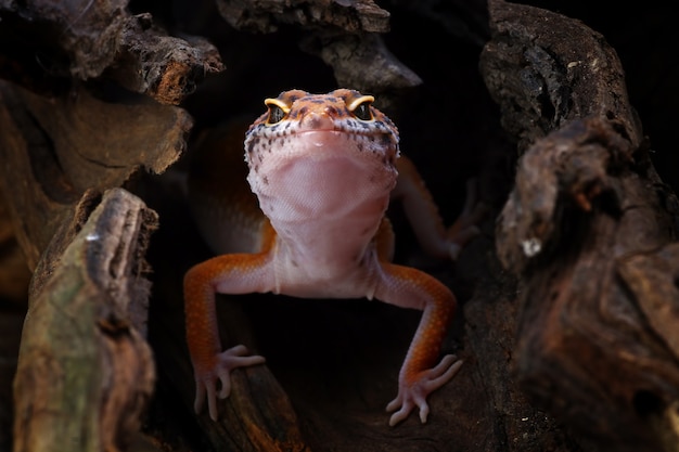 luipaardgekko in zijn schuilplaats eublepharis macularius