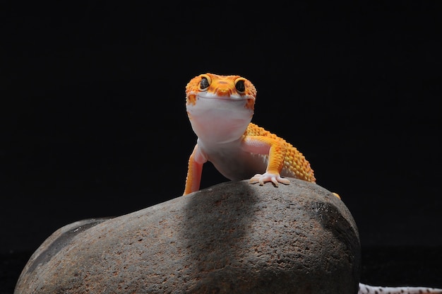 luipaardgekko op een steen