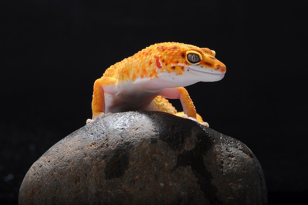 luipaardgekko op een steen